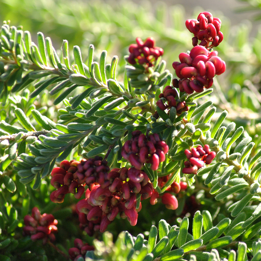 Pianta di GREVILLEA TAMBORITHA strisciante per bordure FIORE ROSA IN VASO 18 CM