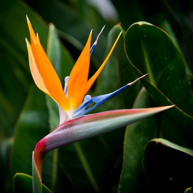 STERLIZIA strelitizia UCCELLO DEL PARADISO arancio blu VERA falso banano vaso 20