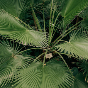 Chamaerops Humilis PALMA NANA in vaso 20 cm FOTO REALE