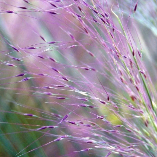 MUHLEMBERGIA CAPILLARIS erba CAPELLI DI VENERE vaso18 FIORE VIOLA FOTO REALE