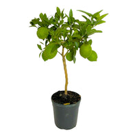 PIANTA albero LIMONE LUNARIO 4 STAGIONI VASO20CM agrumi sicilia h80cm FOTO REALE