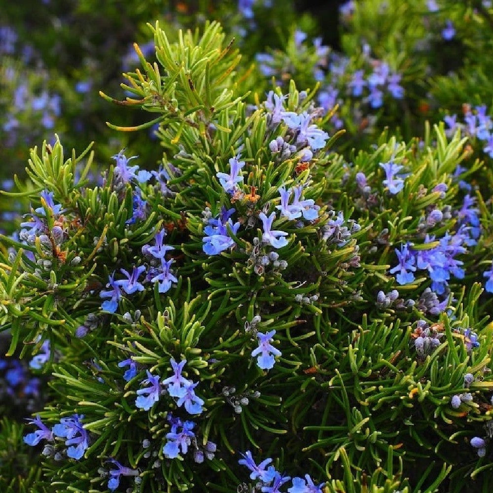 Pianta di ROSMARINO OFFICINALIS PROSTRATO rosmarino strisciante vaso14 FOTO REAL