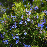 Pianta di ROSMARINO OFFICINALIS PROSTRATO rosmarino strisciante vaso14 FOTO REAL