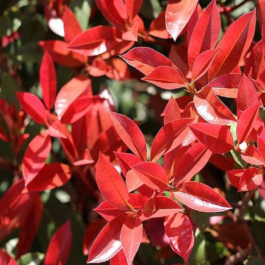 Pianta di PHOTINIA RED ROBIN alberello FOGLIA ROSSA h120cm VASO 18 FOTO REALE