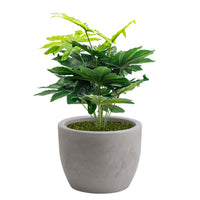 Pianta Artificiale Aralia 70 cm Con Vaso Nicoli Hera Ø 40 Incluso -  colore: Matt Cenere
 - P04-V03-S