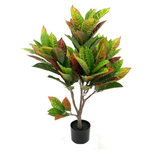 Pianta di Croton ornamentale 110 cm. 97 foglie