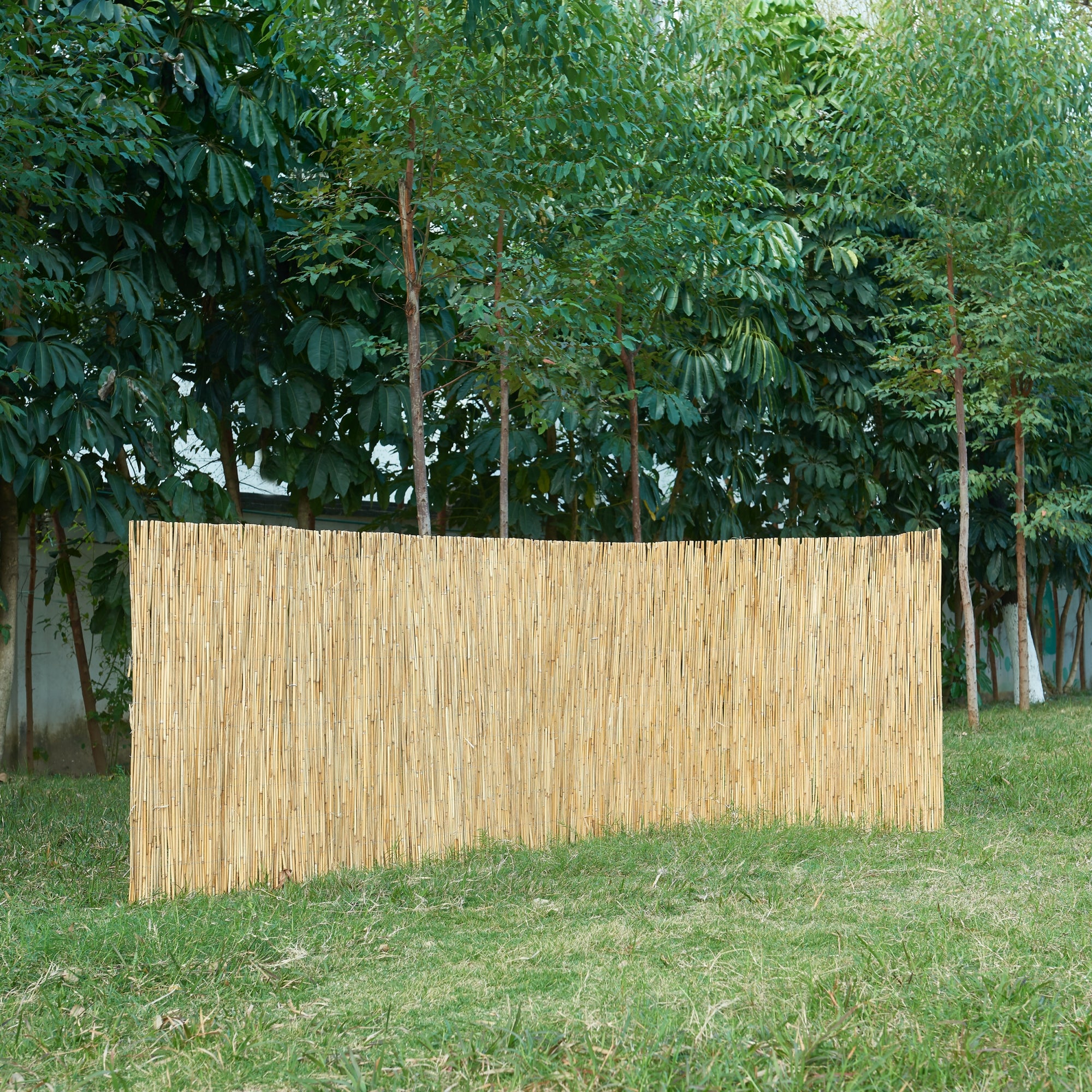 Recinzione Frangivista Abbateggio in Canna Naturale 100 x 300 cm casa.pro