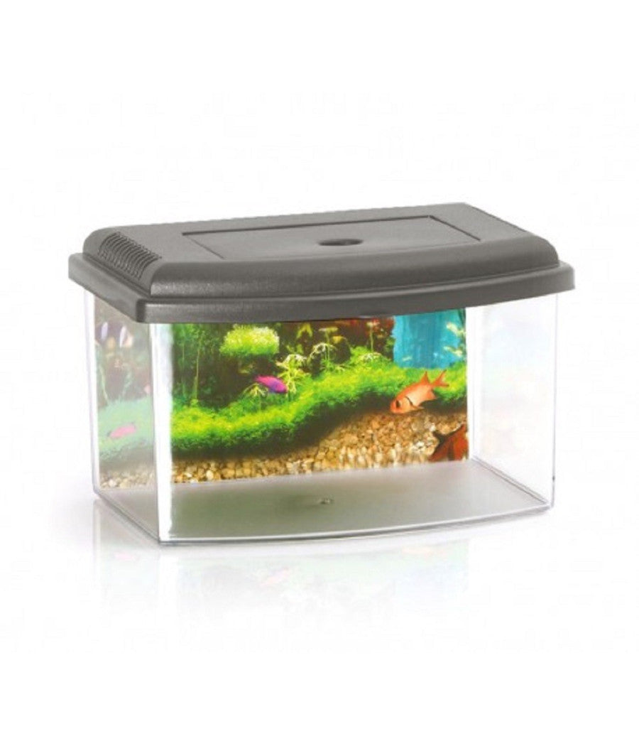 Acquario Rettangolare In Plastica Rigida 5,5 Lt Con Coperchio 28 X 20 X 17 Cm         