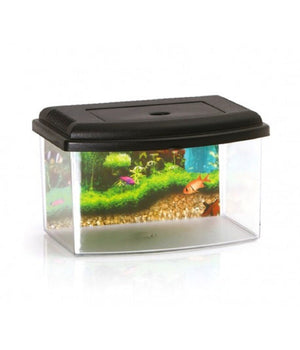 Acquario Rettangolare In Plastica Rigida 5,5 Lt Con Coperchio 28 X 20 X 17 Cm         