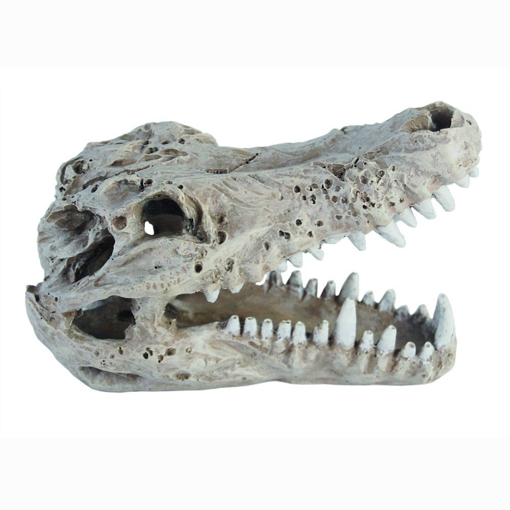 Haquoss crocodile skull carcassa coccodrillo per rettili marvellous decor