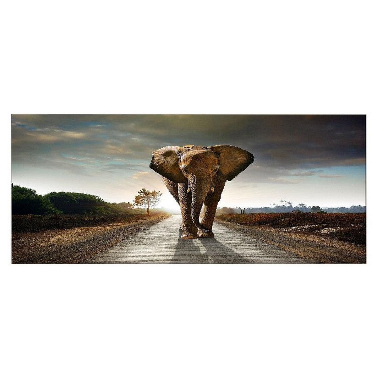 Stampa su Tela Elefante, Multicolore, Poliestere, 100x3x70 cm, EPIKASA