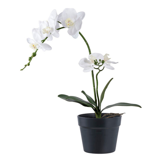 Pianta Artificiale Orchidea, Verde, Plastica PE, 21x34x47 cm, EPIKASA