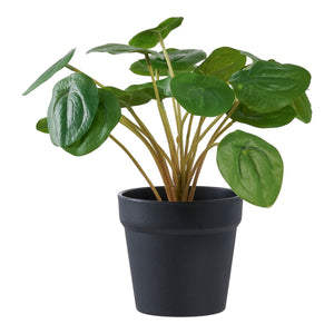 Pianta Artificiale Pilea, Verde, Plastica PE, 28x28x28 cm, EPIKASA