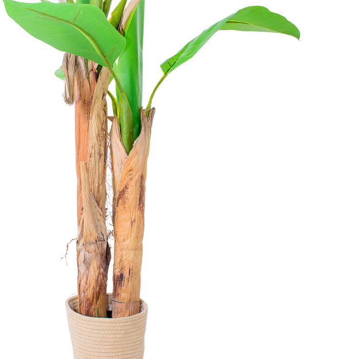 Banana Tree - Pianta Artificiale in vaso H160 cm