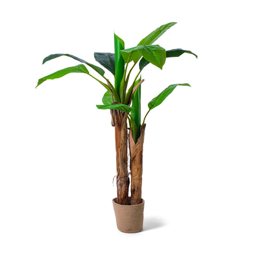 Banana Tree - Pianta Artificiale in vaso H160 cm