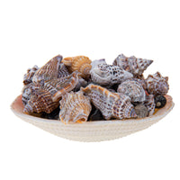 Set 12 Conchiglie Assortite con Cesti Larghezza 10 cm