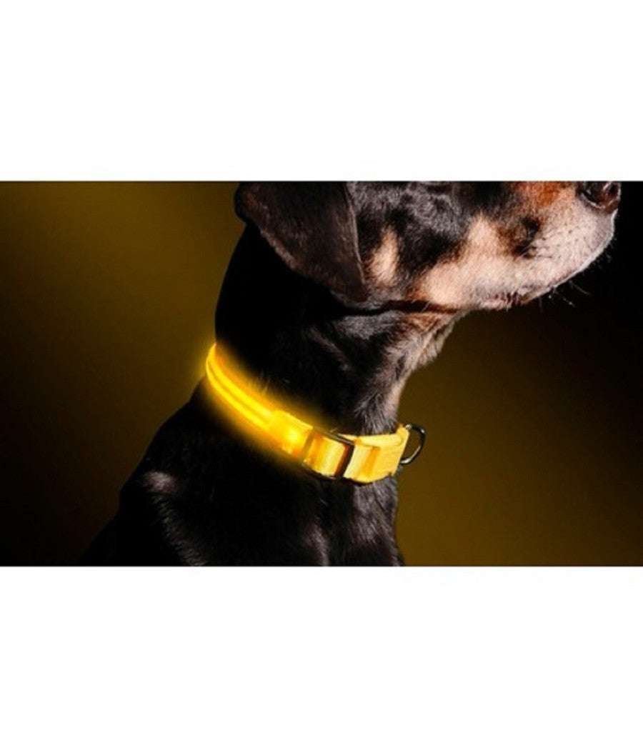 Collare Regolabile Luminoso A Led Per Cani E Gatti Vari Colori E Misure         