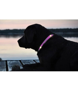 Collare Regolabile Luminoso A Led Per Cani E Gatti Vari Colori E Misure  Rosa   S    