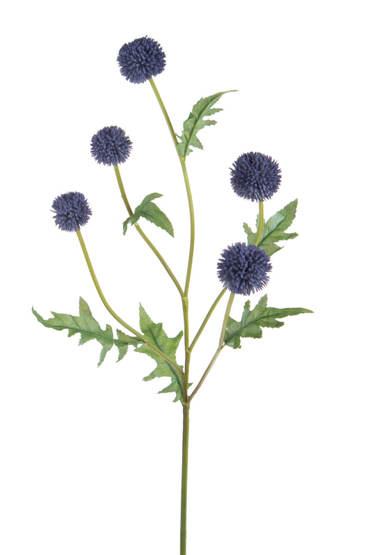 Set 4 Echinops per 5 74 cm