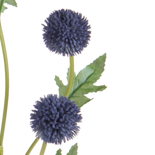 Set 4 Echinops per 5 74 cm