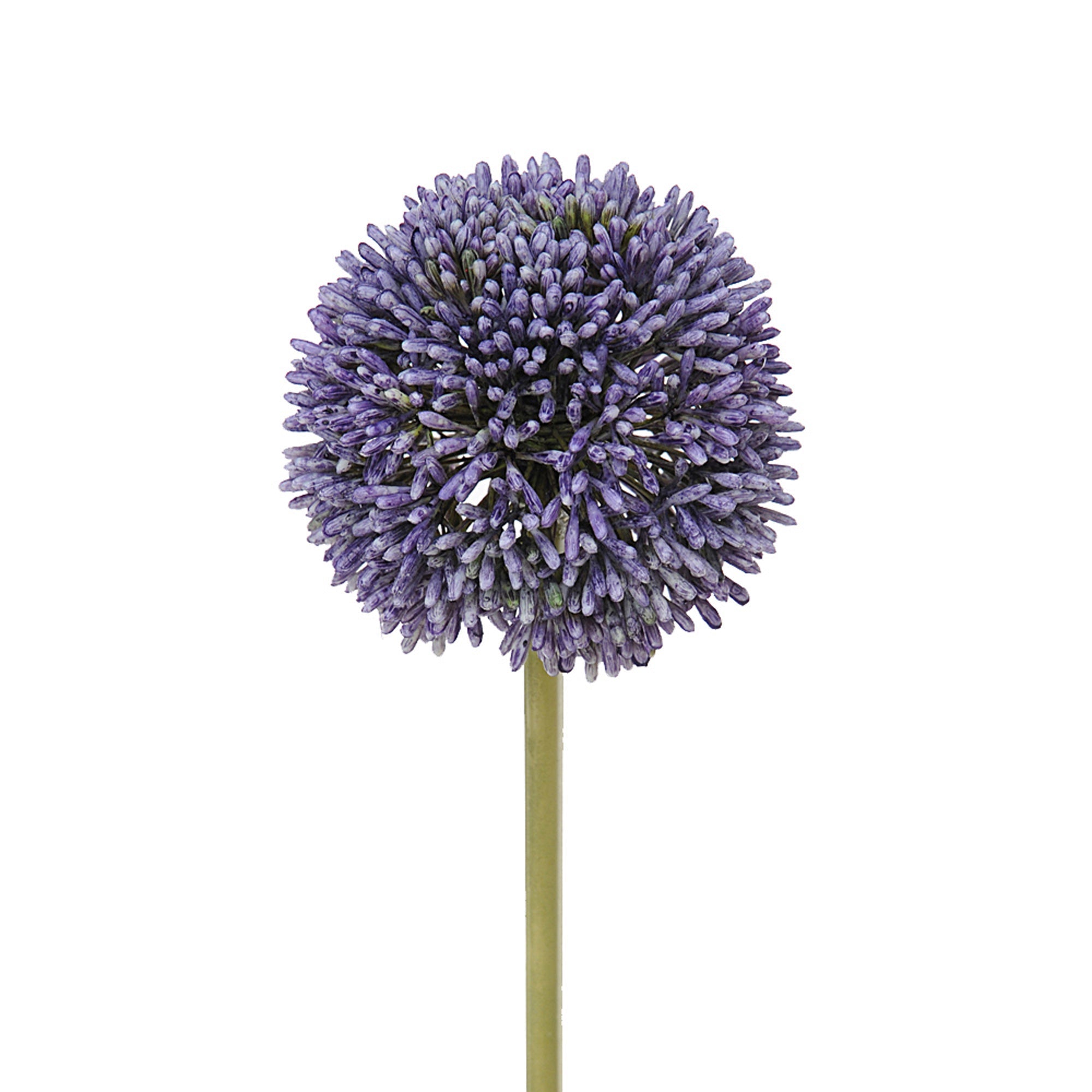 Set 6 Fiori Artificiali di Allium H 66 cm