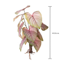 Set 2 Piante Artificiali Caladium con 12 Foglie 50 cm