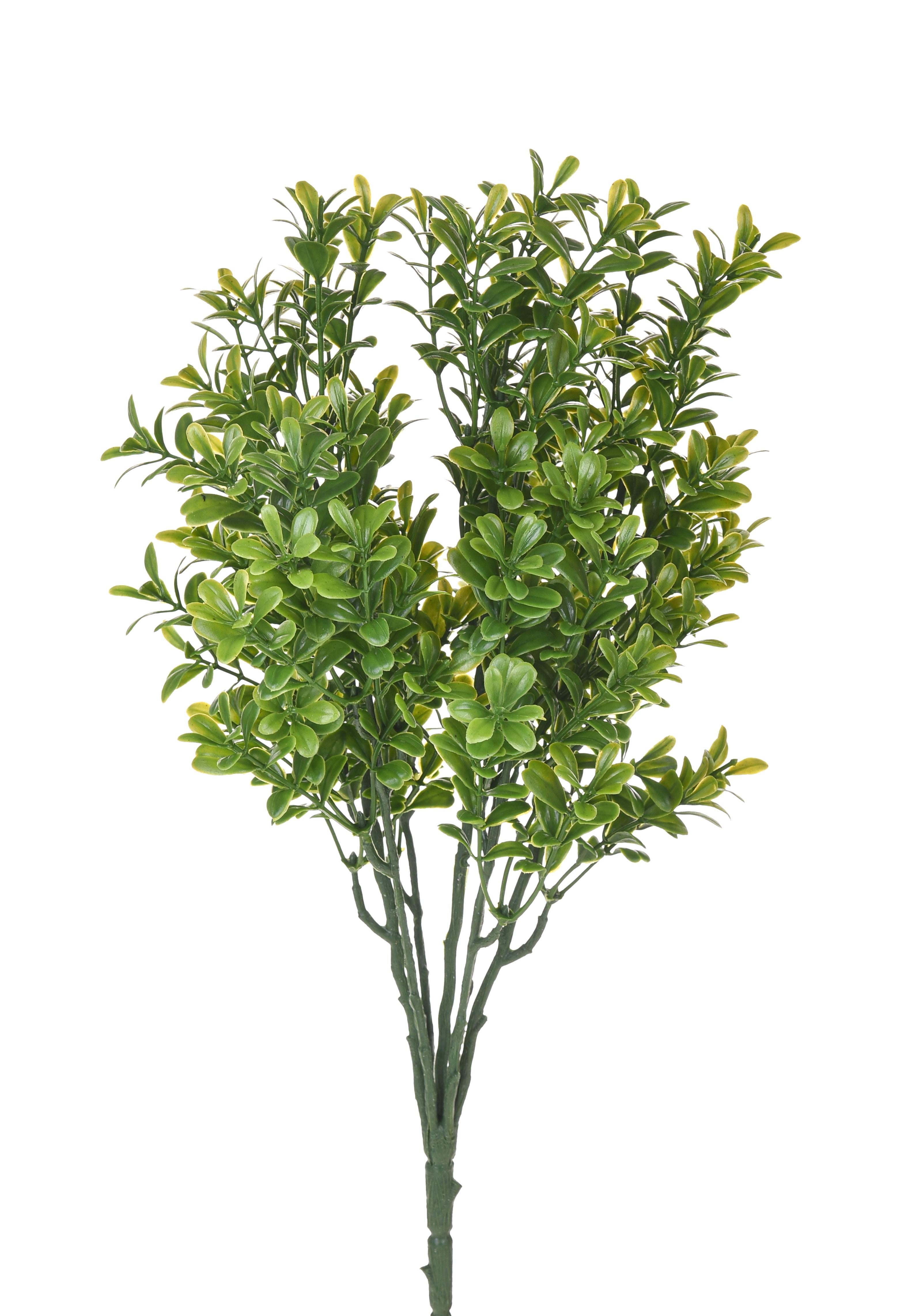 Set 8 Cespugli Bosso Buxus Ø 38 cm