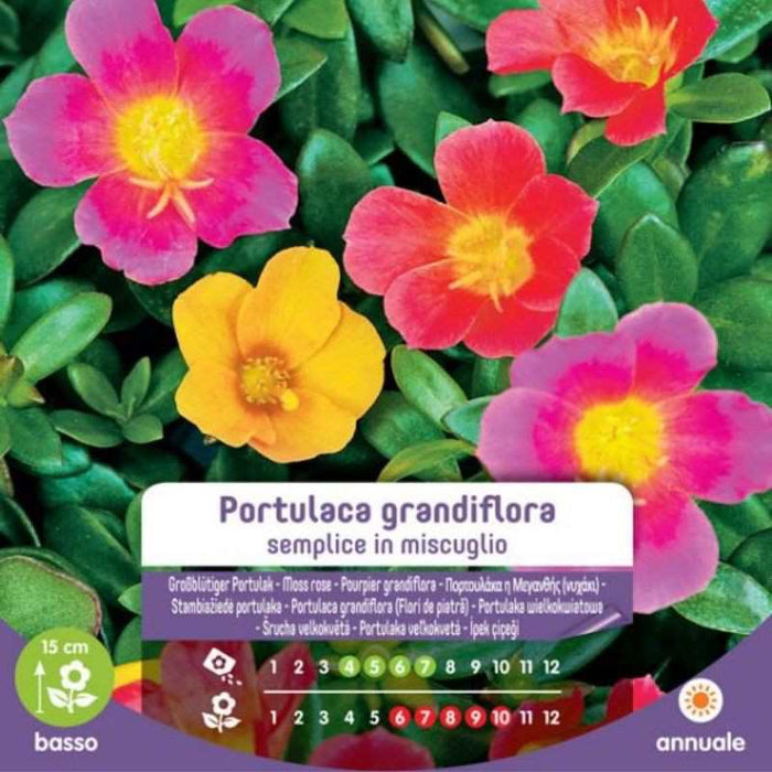 Semi misti singoli di Portulaca Grandiflora