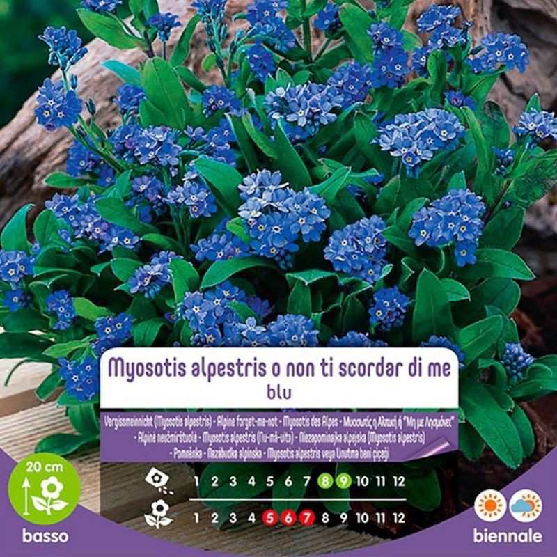 Semi Di Myosotis Alpestris O Non Ti Scordar Di Me Blu In Busta