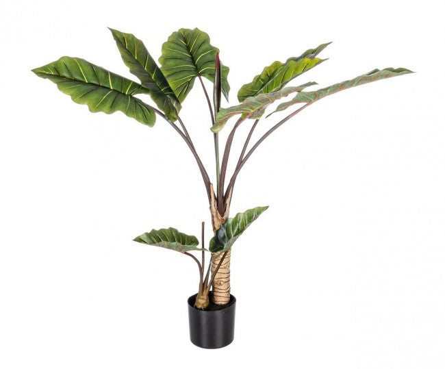 Pianta decorativa 10 foglie Dieffenbachia