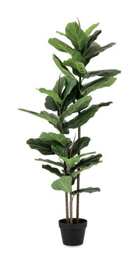 2x Pianta Ficus Lyrata C-Vaso 39Foglie H145