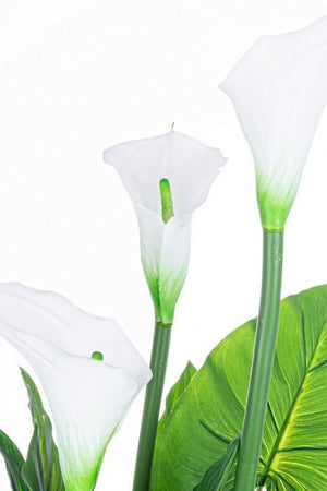 Pianta calla con vaso 27 foglie h100