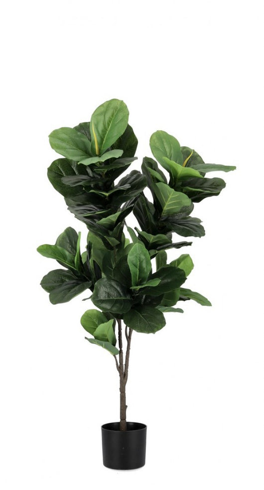 4x Pianta Ficus Lyrata C-Vaso 72Foglie H120