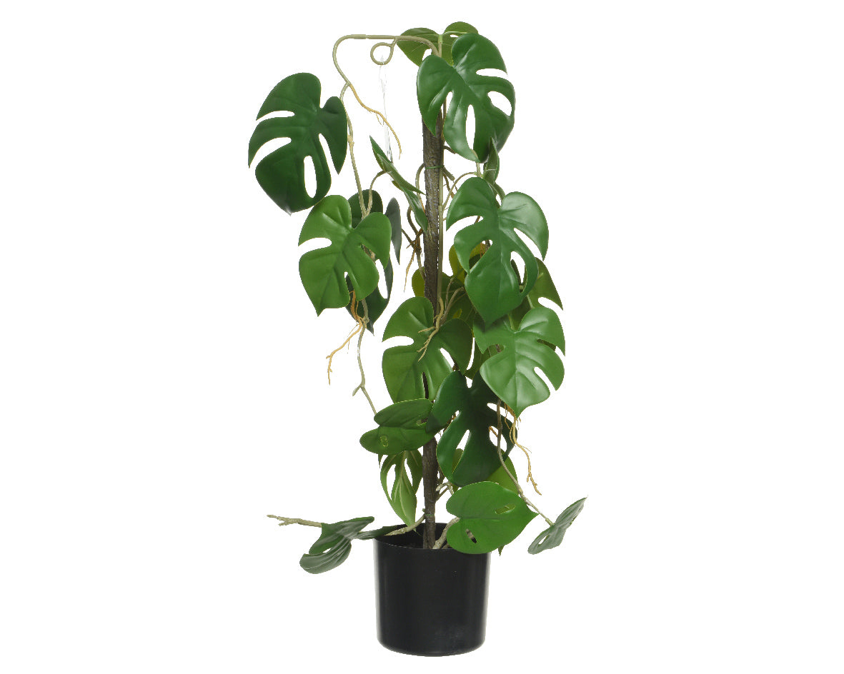 Pianta Monstera in poliestere con vaso 31x20x63,5h cm