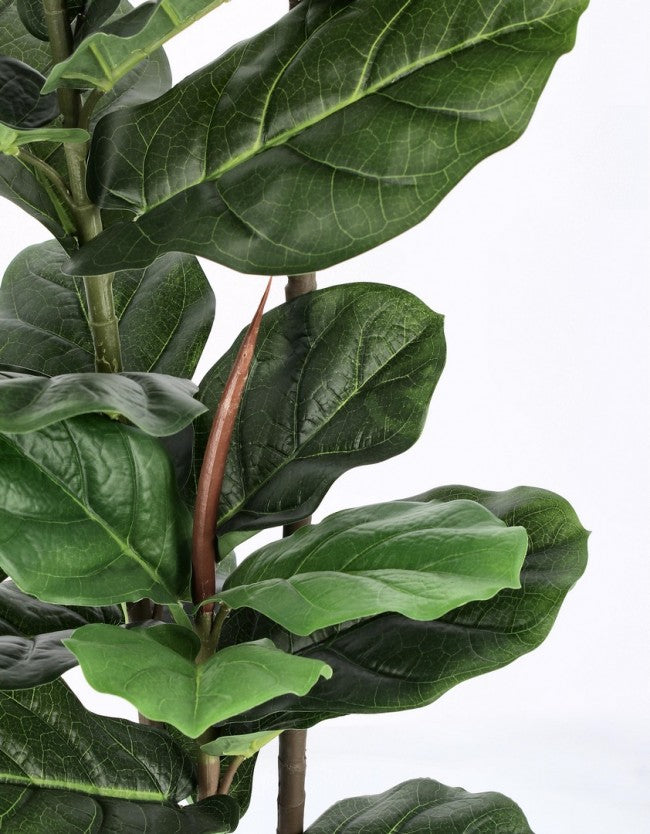 2x Pianta Ficus Lyrata C-Vaso 39Foglie H145