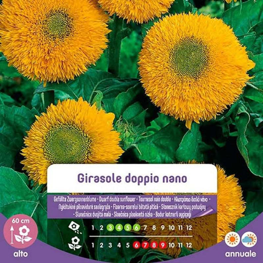 Semi Di Girasole Doppio Nano In Busta