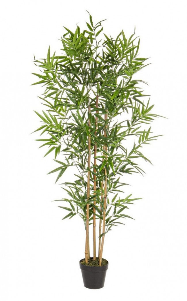 2x Pianta Bamboo C-Vaso H155Cm