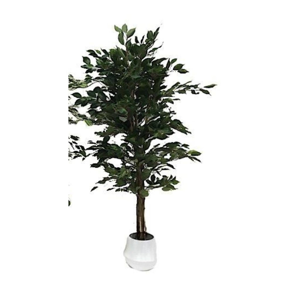 Ficus variegato 120 cm x 768 foglie