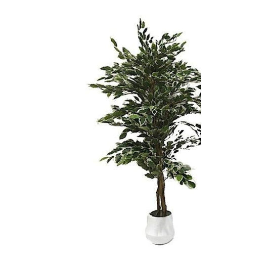 Ficus variegato 120 cm x 768 foglie