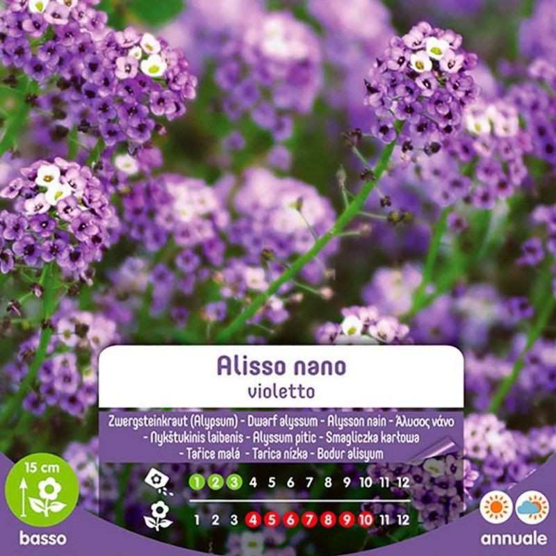 Semi Di Alisso Nano Violetto In Busta