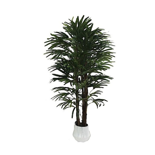 Pianta fan palm 140 cm con vaso