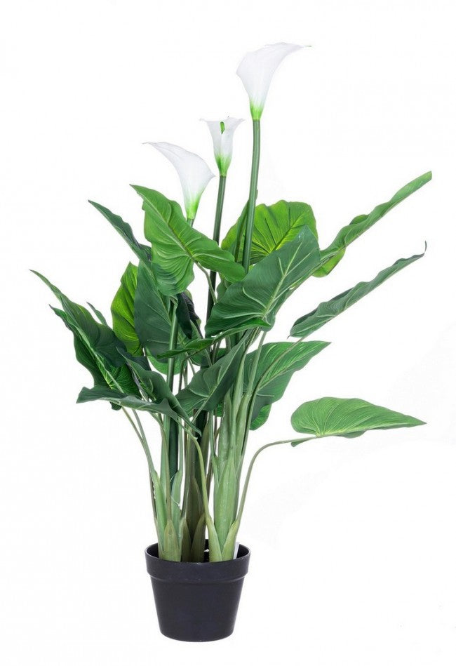 Pianta calla con vaso 27 foglie h100