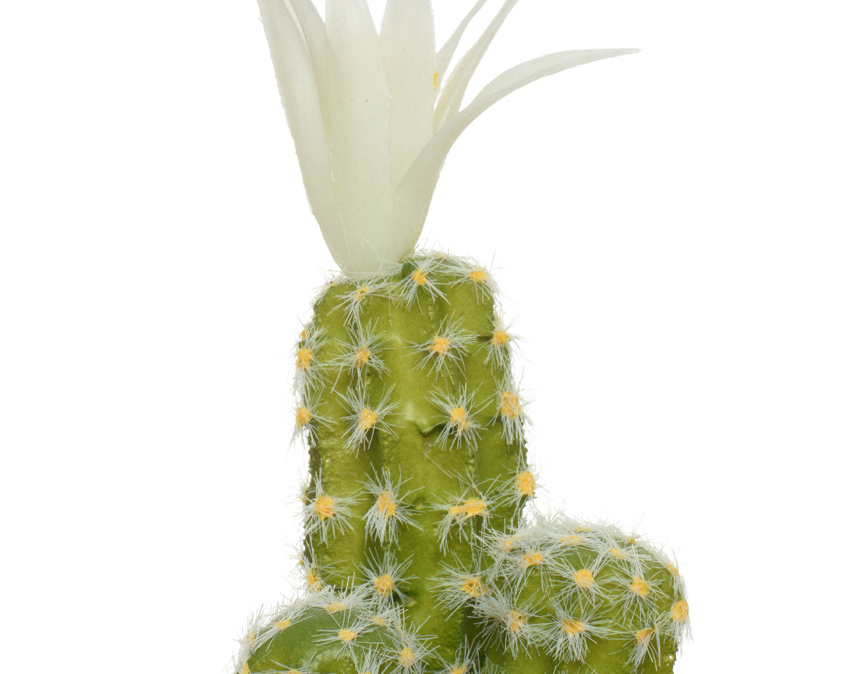 Pianta Cactus con vaso 7,5x7,5x24h cm