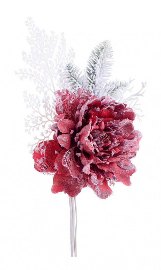 10x Pick Peonia Ginny Rosso Innevato