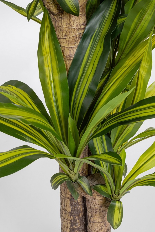 2x Pianta dracaena C - D.100x130h in plastica