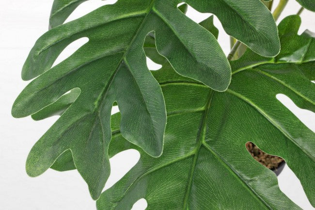 Pianta filodendro zigrinato 90h cm