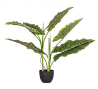 4x Pianta Dieffenbachia C-Vaso 7Foglie H78