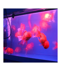 Lampada Immersione Led Per Acquario Tubo Led T4 Dee Luce Pesci Rgb         