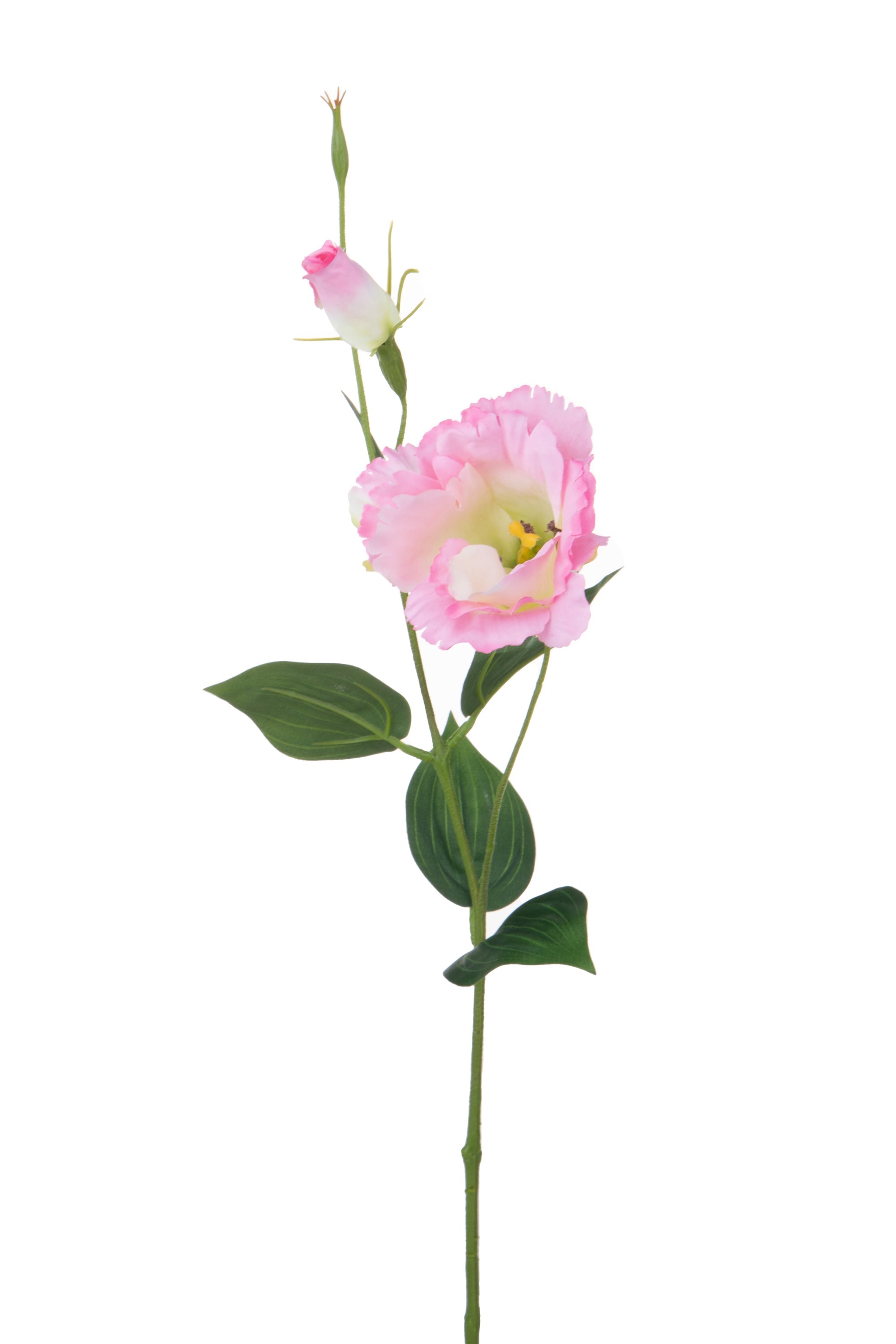 Set 12 Rami Artificiali Lisianthus 2 Fiori H 60 cm