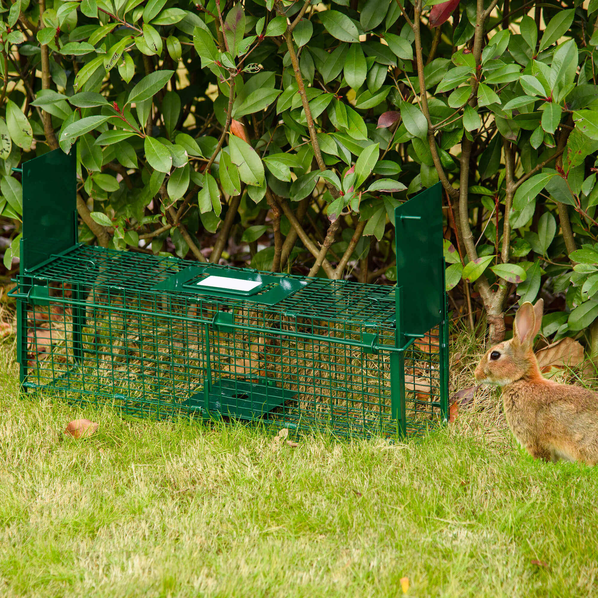 Gabbia Trappola per Animali Vivi Piccoli con Doppia Porta e Maniglia 60x18x20cm Verde Scuro